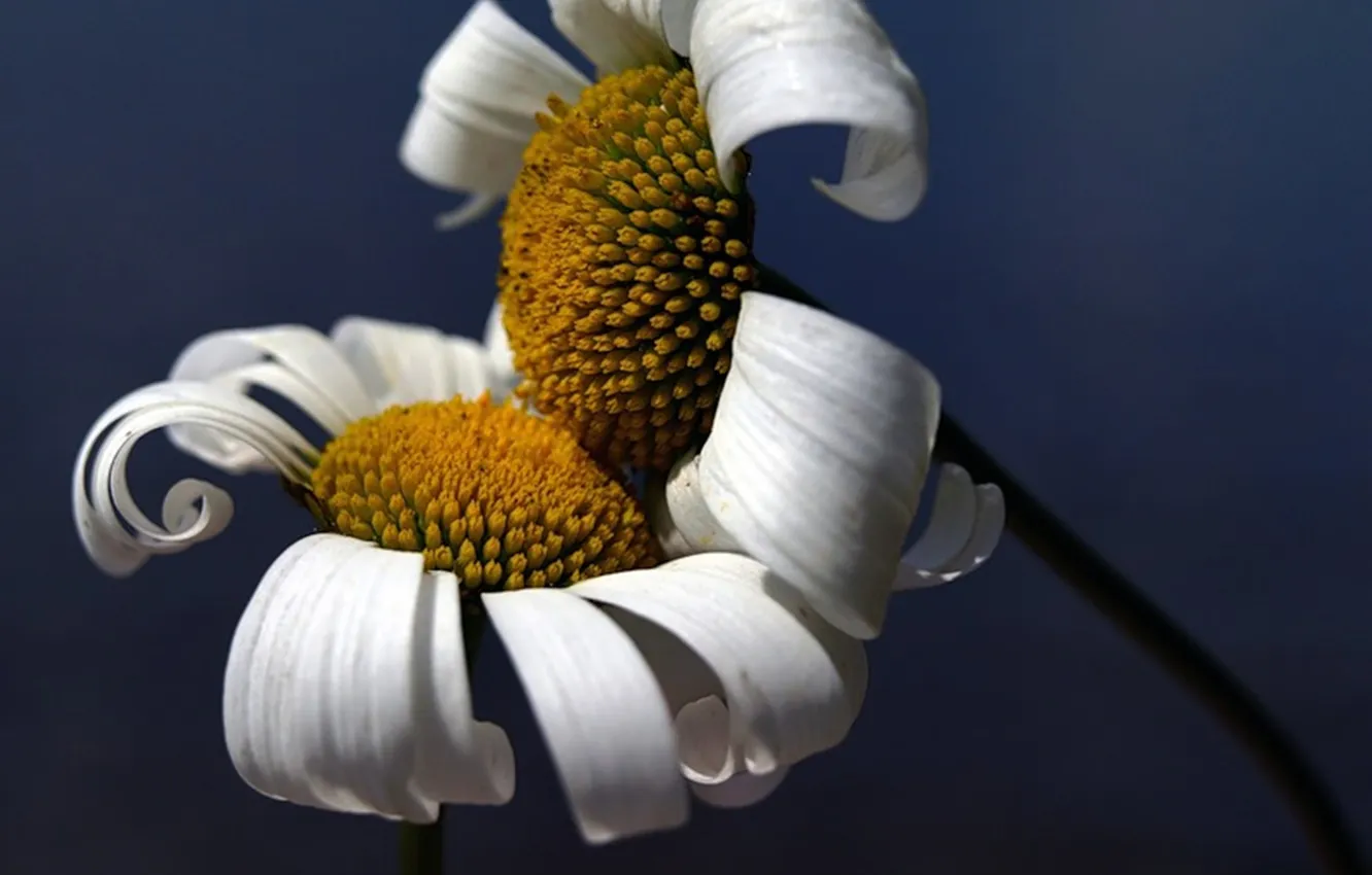 Photo wallpaper petals, grey background, two daisies