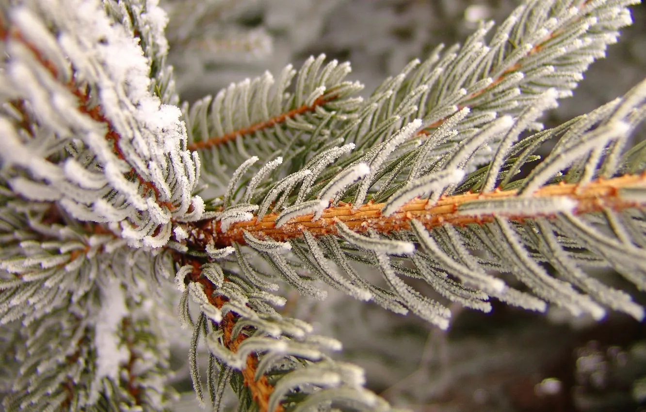 Photo wallpaper frost, macro, needles, branches, tree, spruce
