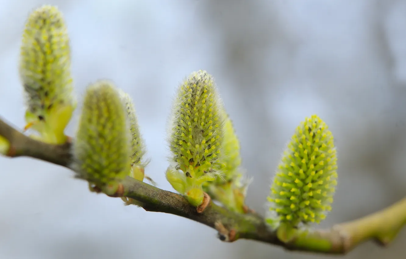 Photo wallpaper spring, twig, base kitten