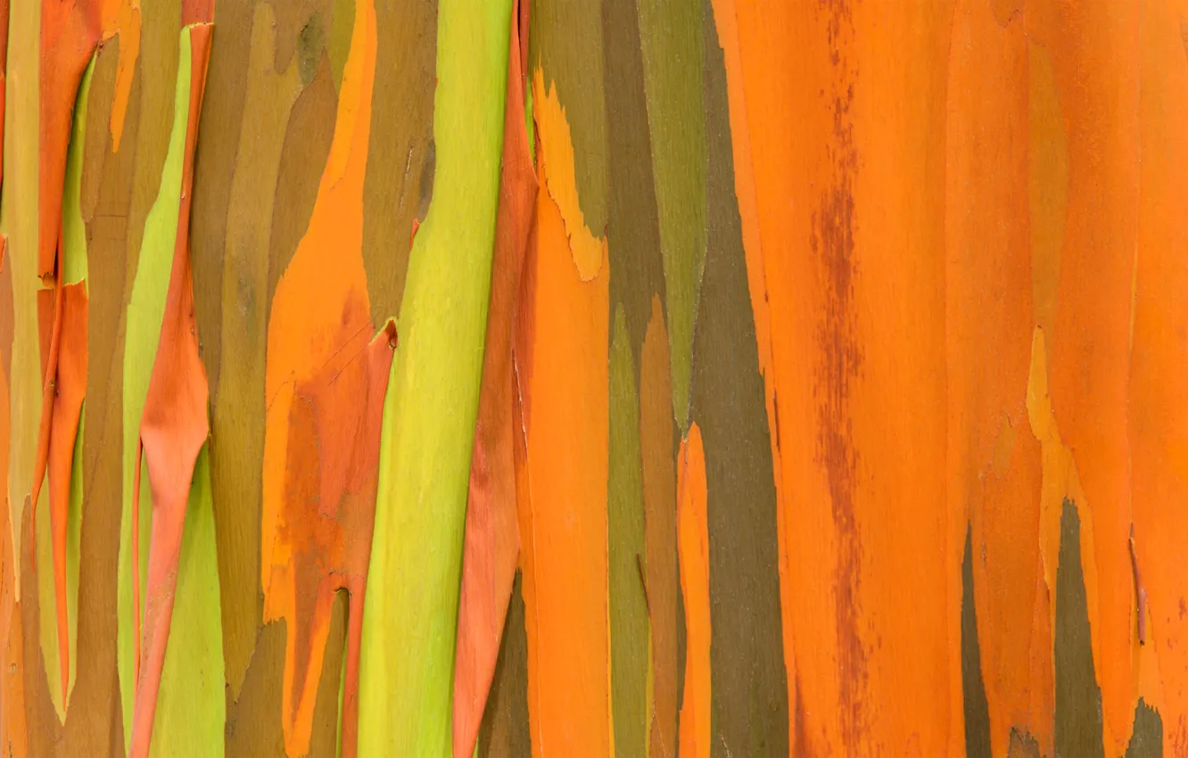 Photo wallpaper trees, nature, color, bark