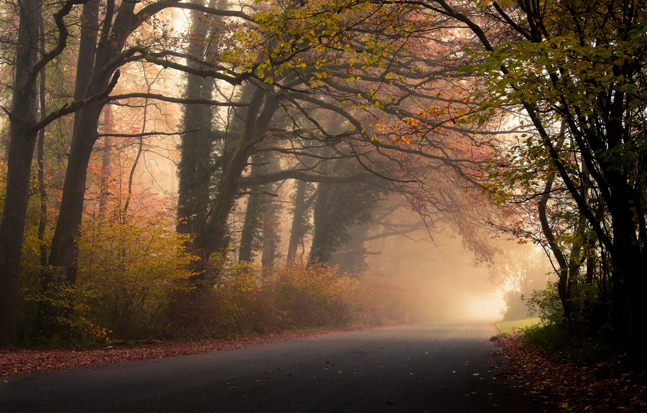 Photo wallpaper road, autumn, forest, leaves, trees, fog, foliage
