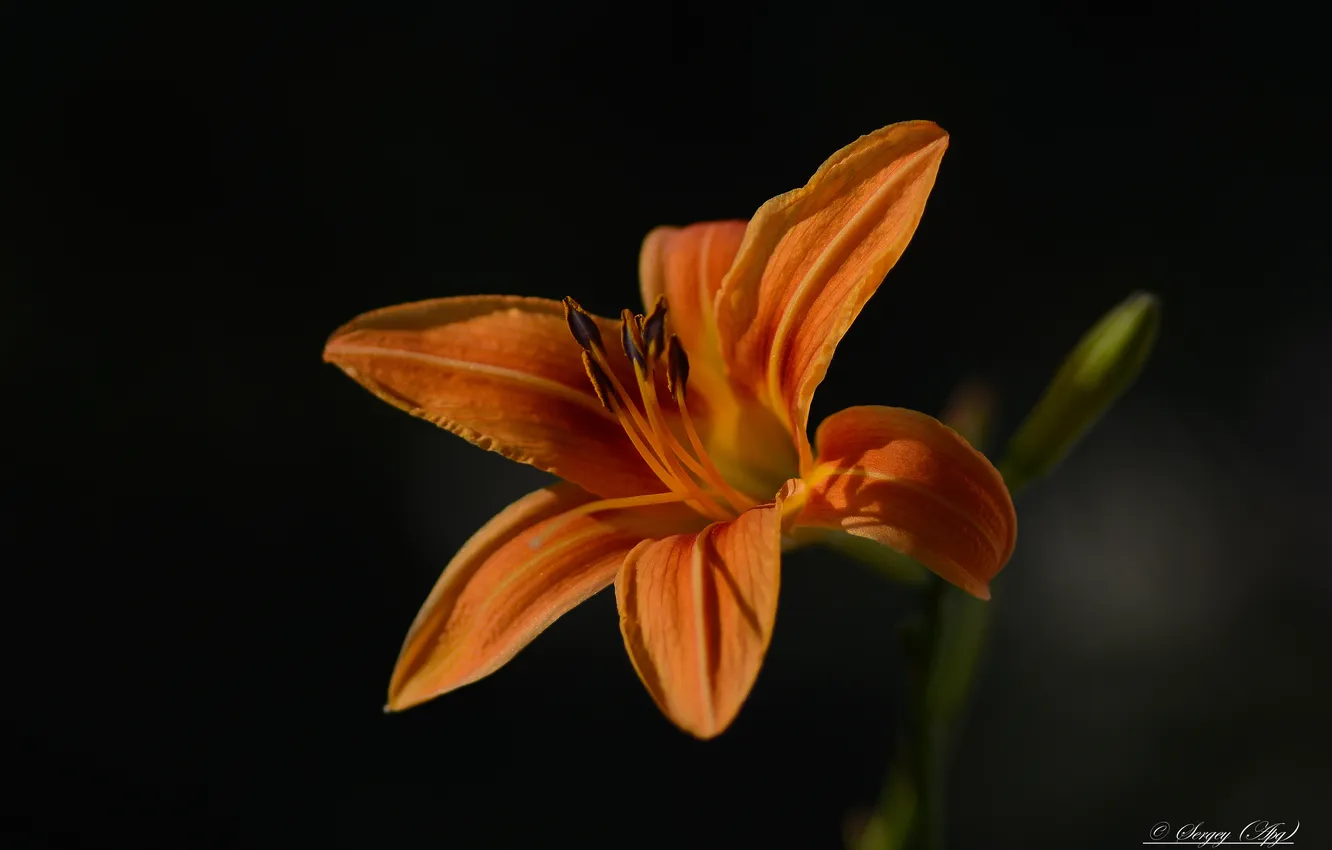 Photo wallpaper macro, flowers, nature, background, daylilies