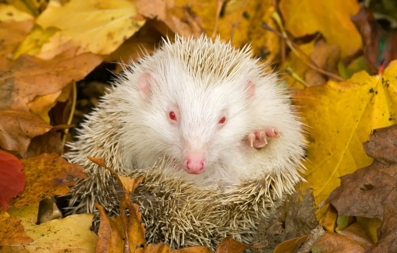 Photo wallpaper autumn, nature, hedgehog