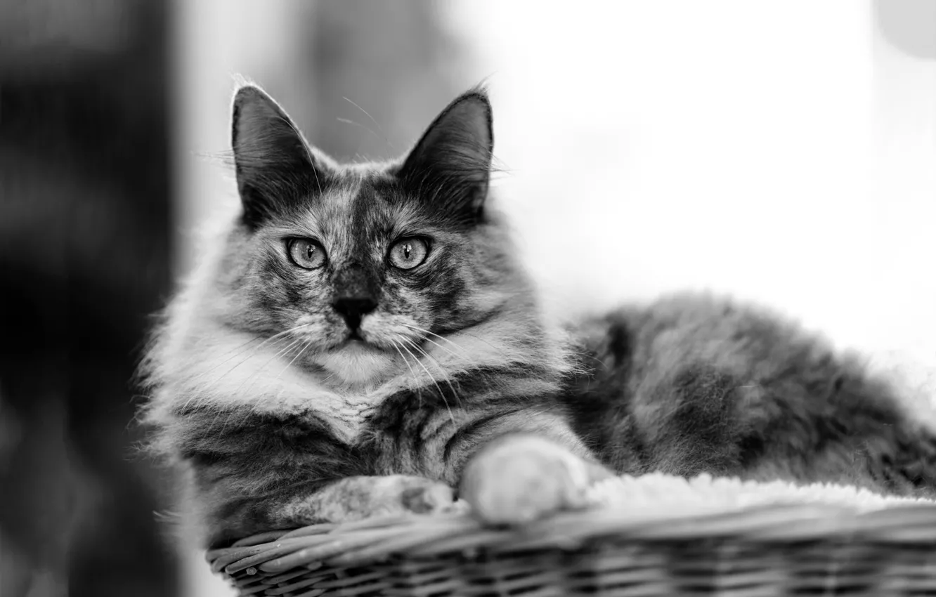 Photo wallpaper cat, look, wool