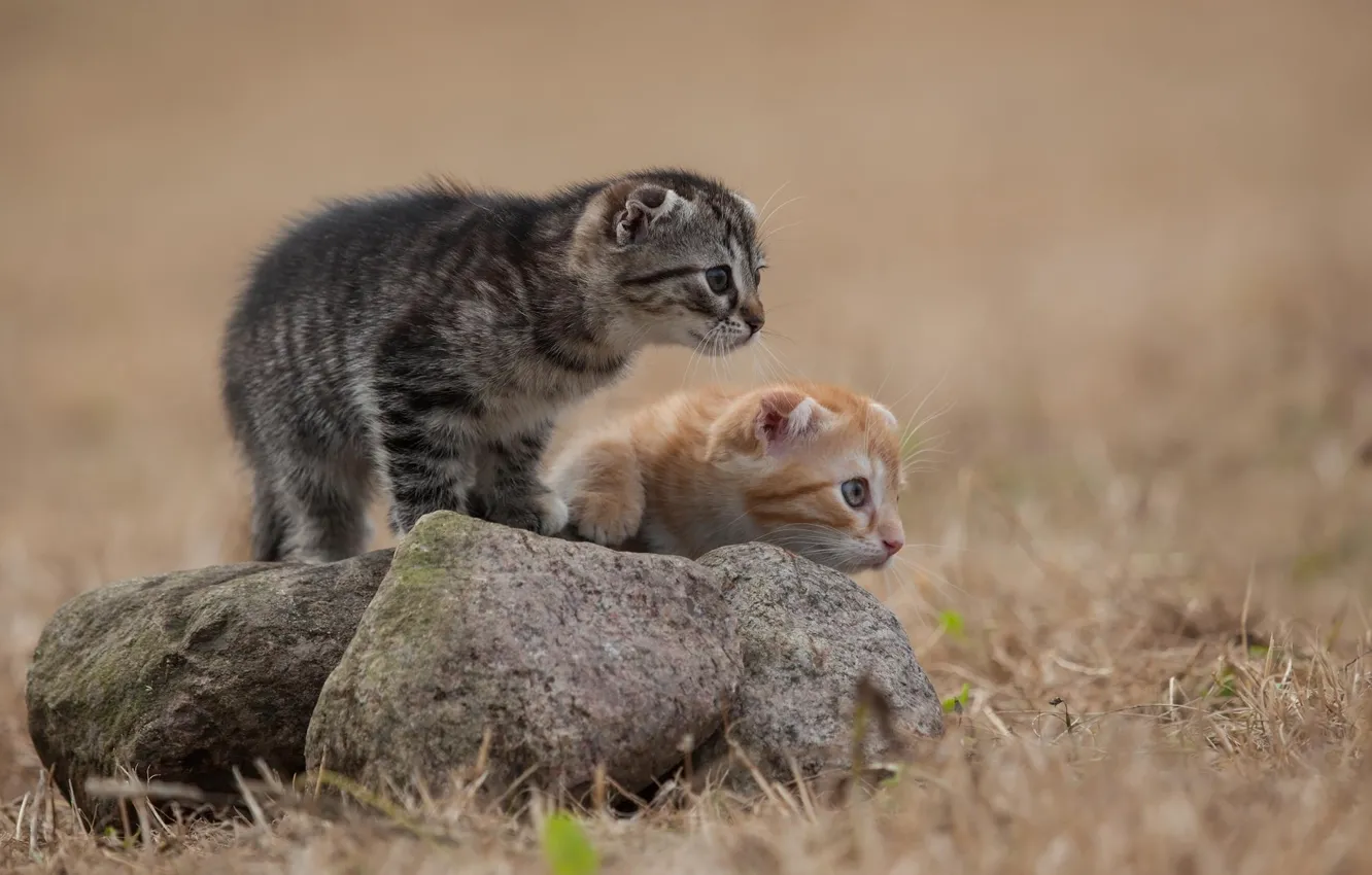Photo wallpaper grass, cats, grey, stone, wool, red, kittens, see