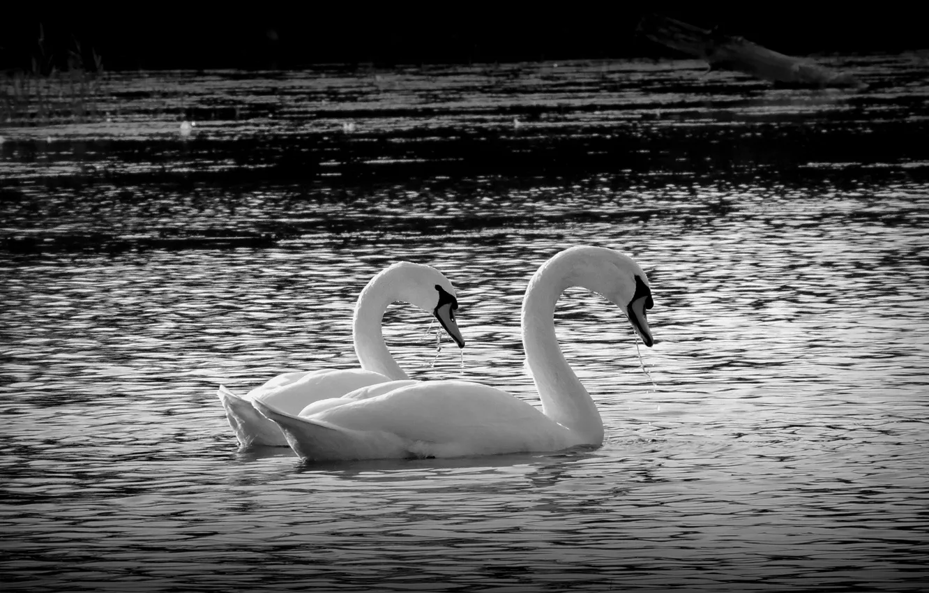 Photo wallpaper water, nature, lake, photo, mood, bird, black, pair