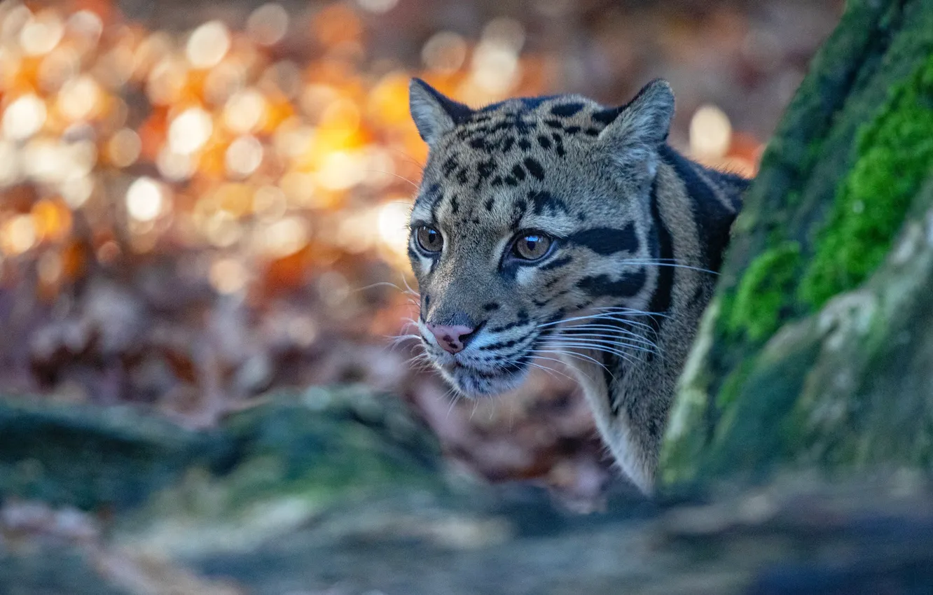 Photo wallpaper look, face, portrait, leopard, bokeh, clouded leopard