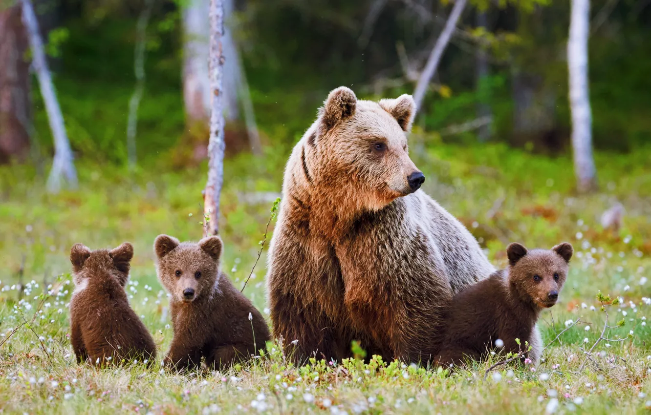 Photo wallpaper forest, grass, trees, nature, pose, glade, bear, bear