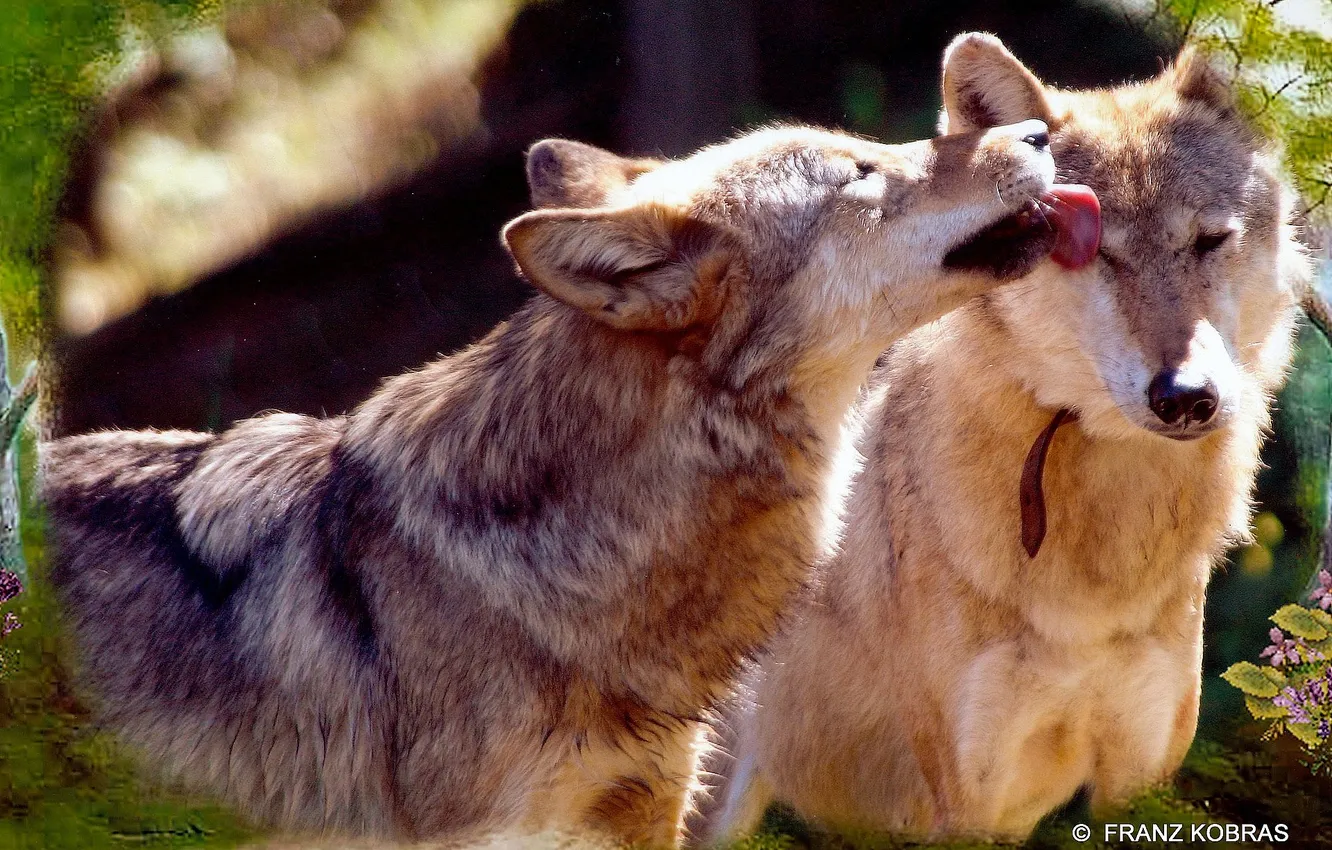 Photo wallpaper Predator, nature, animal, wolf, wildlife, portrait, portrait., Canis lupus. face