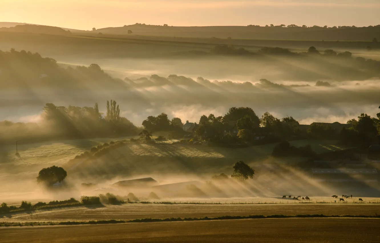 Photo wallpaper field, the sky, trees, fog, hills, morning