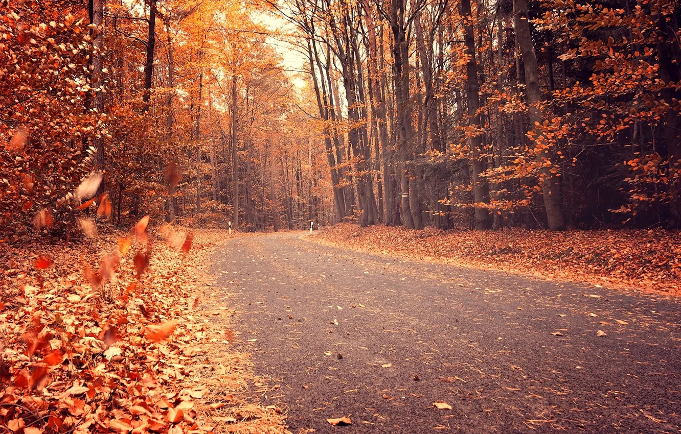 Photo wallpaper road, autumn, forest, leaves, trees, nature, yellow, orange