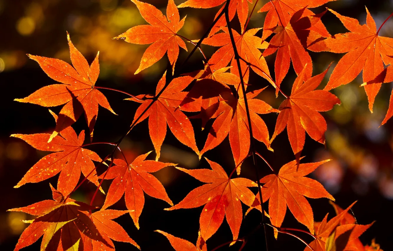 Photo wallpaper autumn, leaves, nature, branch, maple, orange