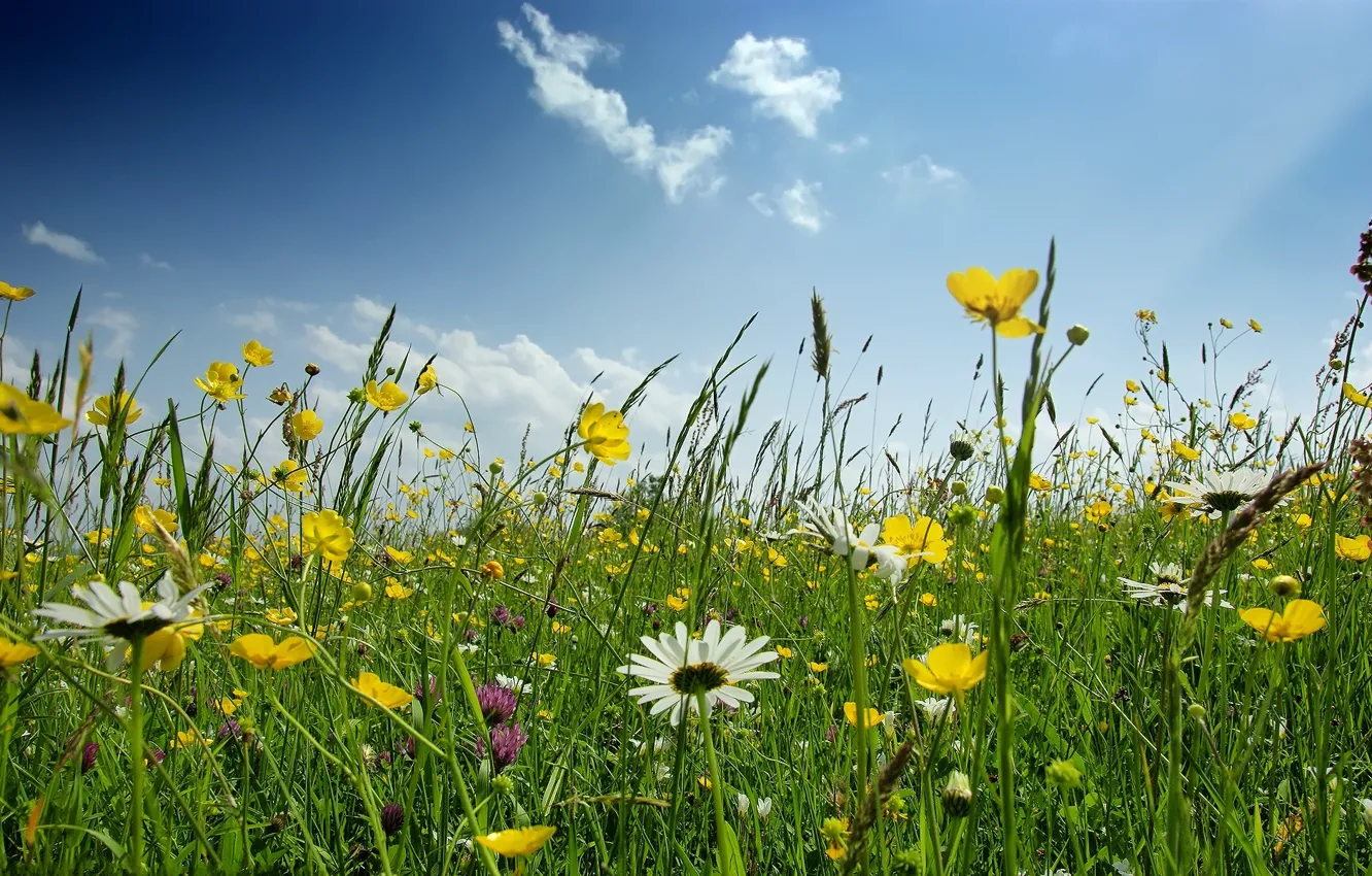 Photo wallpaper greens, the sky, grass, flowers, glade, chamomile, spring