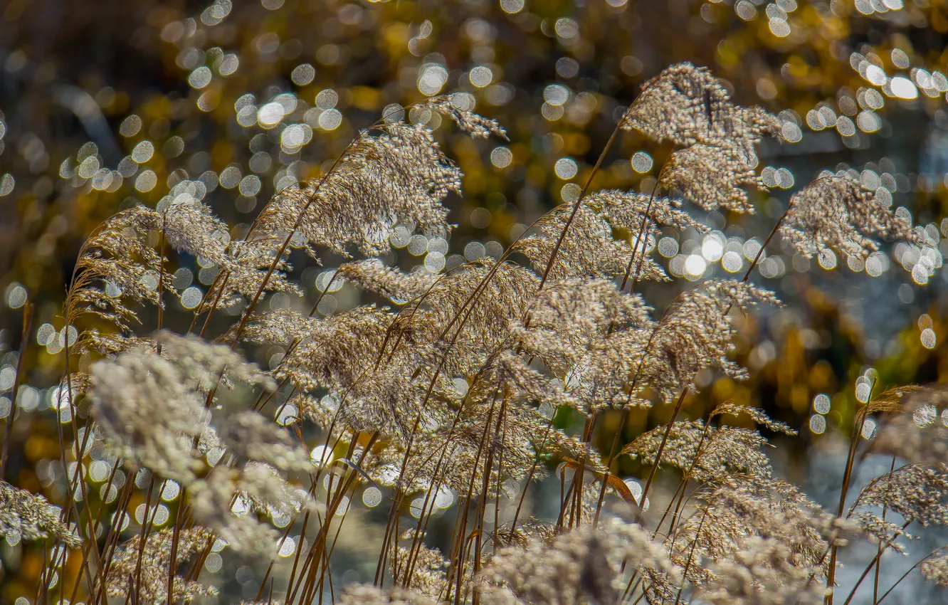 Photo wallpaper nature, spring, reed, bokeh