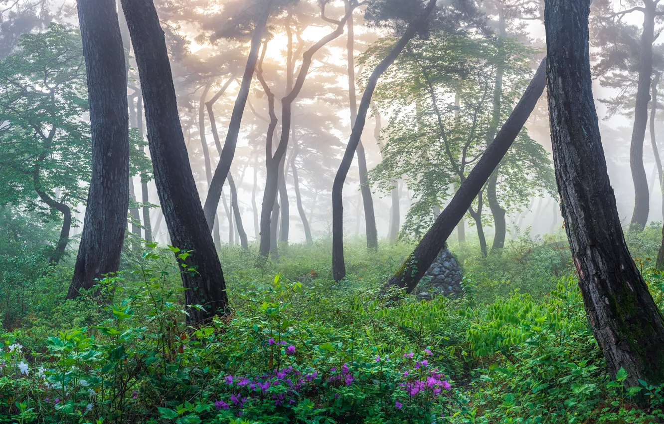 Photo wallpaper forest, trees, landscape, nature, fog, spring, grass, Korea