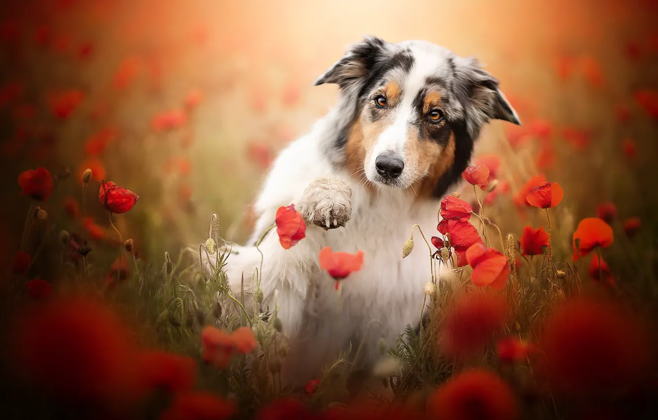 Photo wallpaper summer, each, Maki, dog