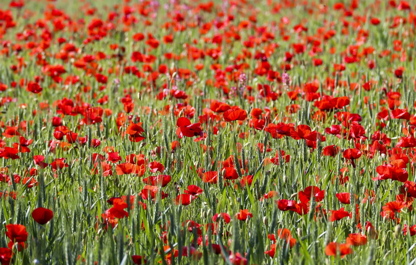 Photo wallpaper summer, flowers, Maki, meadow, red, a lot, poppy field