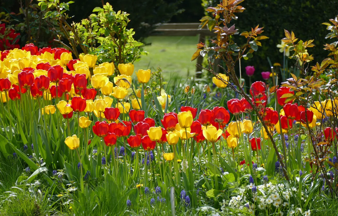 Photo wallpaper greens, grass, leaves, light, flowers, branches, yellow, red