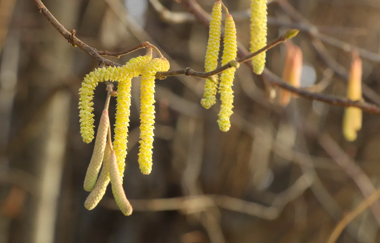 Photo wallpaper hanging, twig, inflorescences