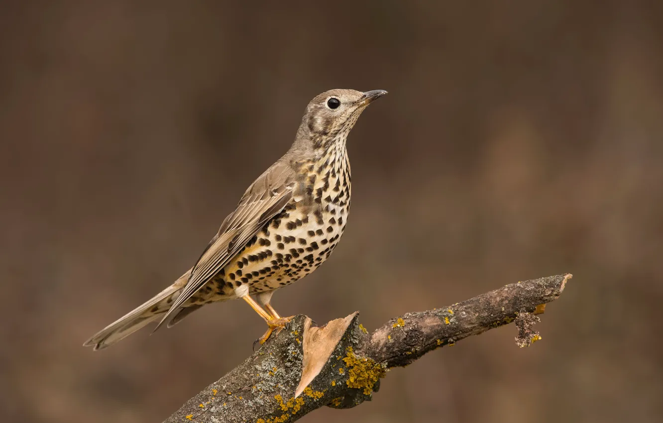 Photo wallpaper branches, bird, thrush, mistle thrush