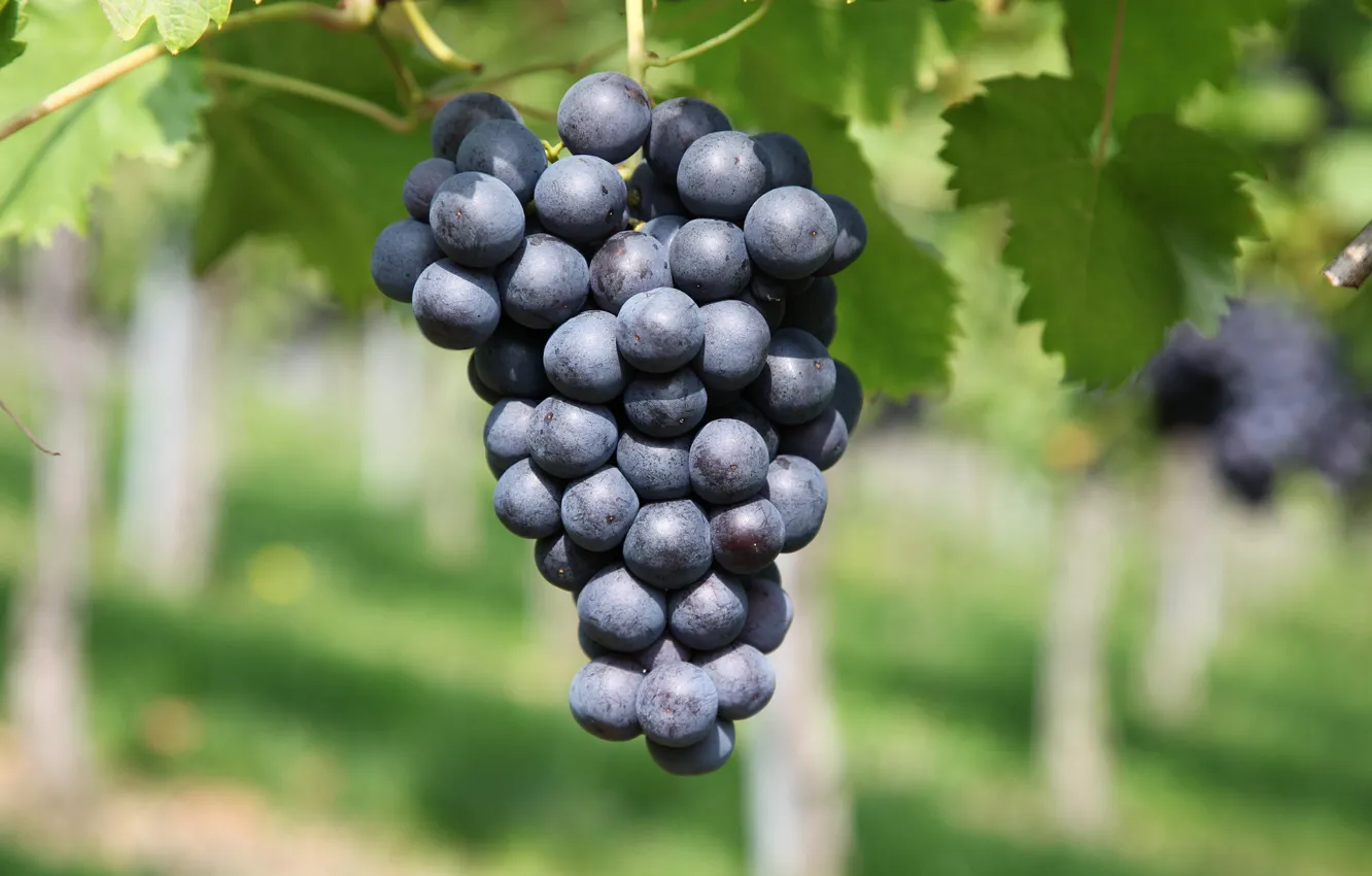 Photo wallpaper grapes, vineyard, Viticulture
