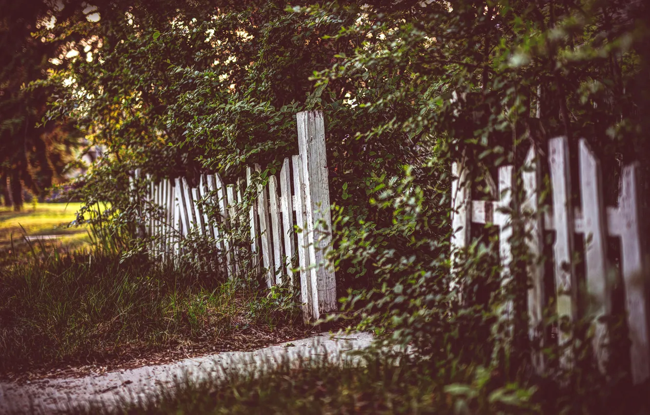 Photo wallpaper grass, trees, the fence, treatment