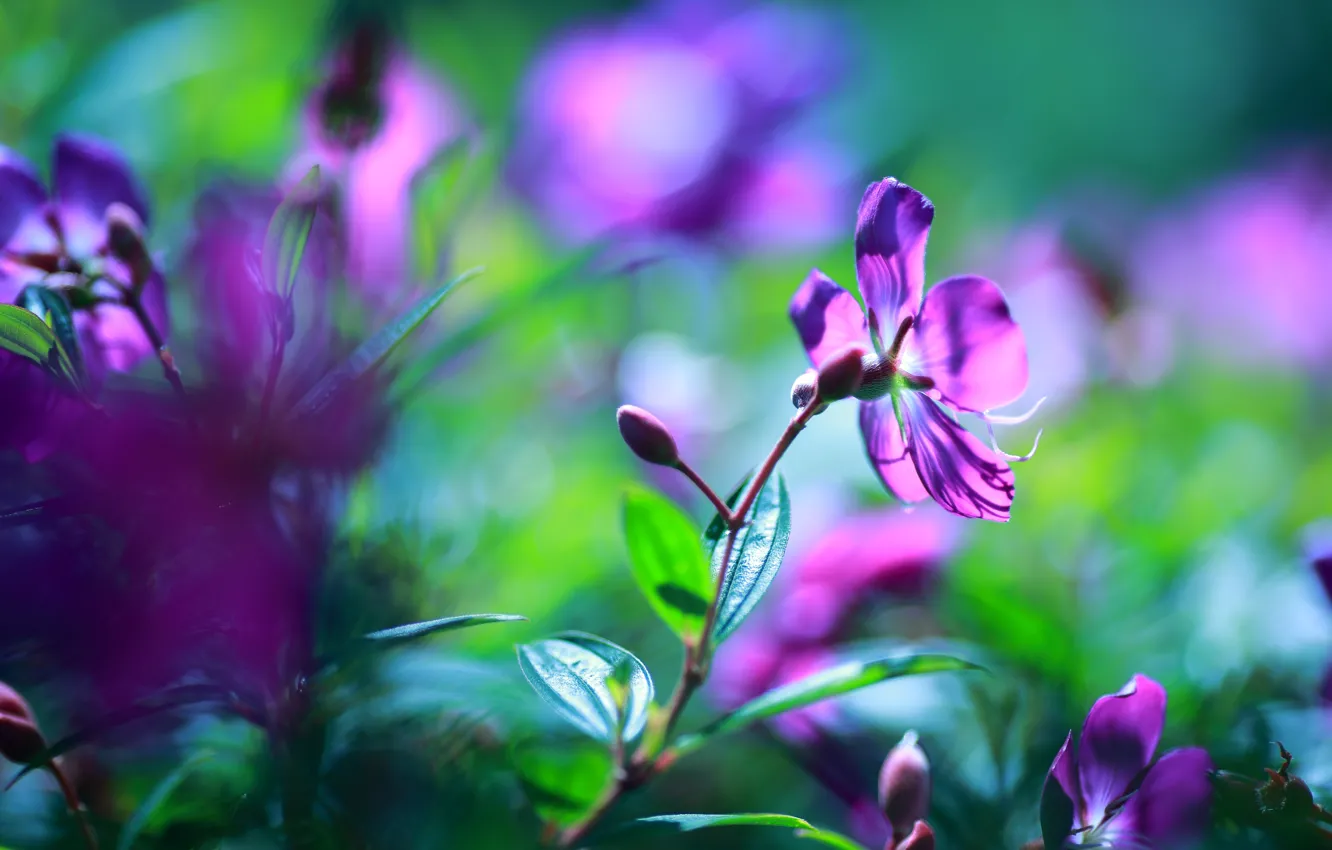 Photo wallpaper greens, flower, flowers, background, bright, blur, purple, flowers