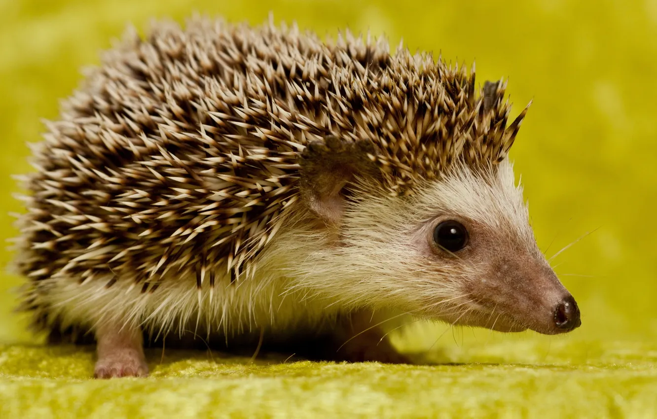 Photo wallpaper nature, background