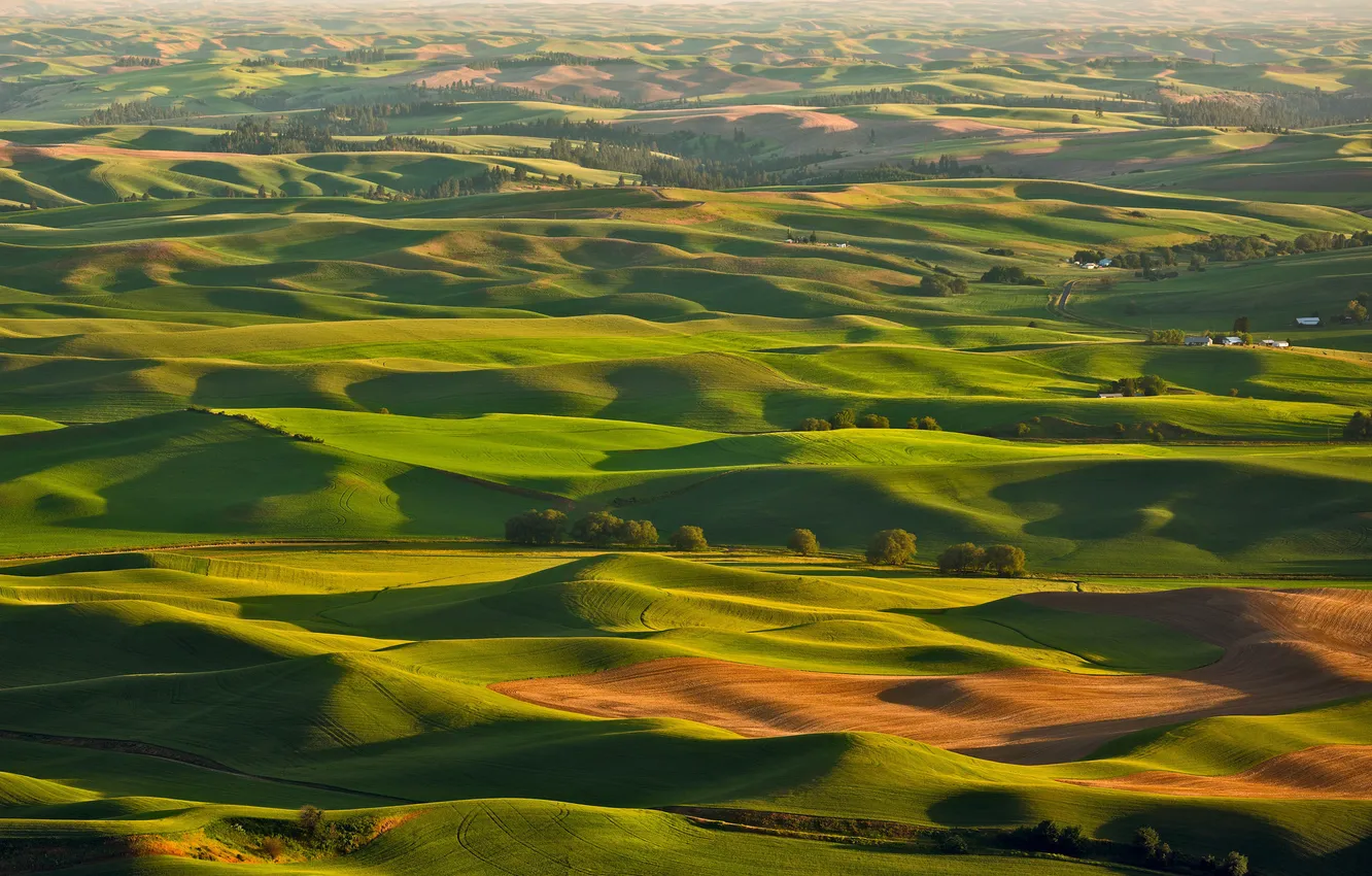 Photo wallpaper field, trees, hills, Italy, Tuscany