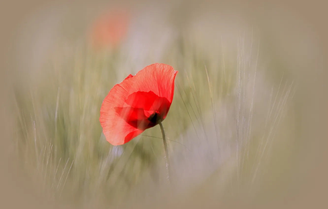 Photo wallpaper summer, macro, nature, Mac