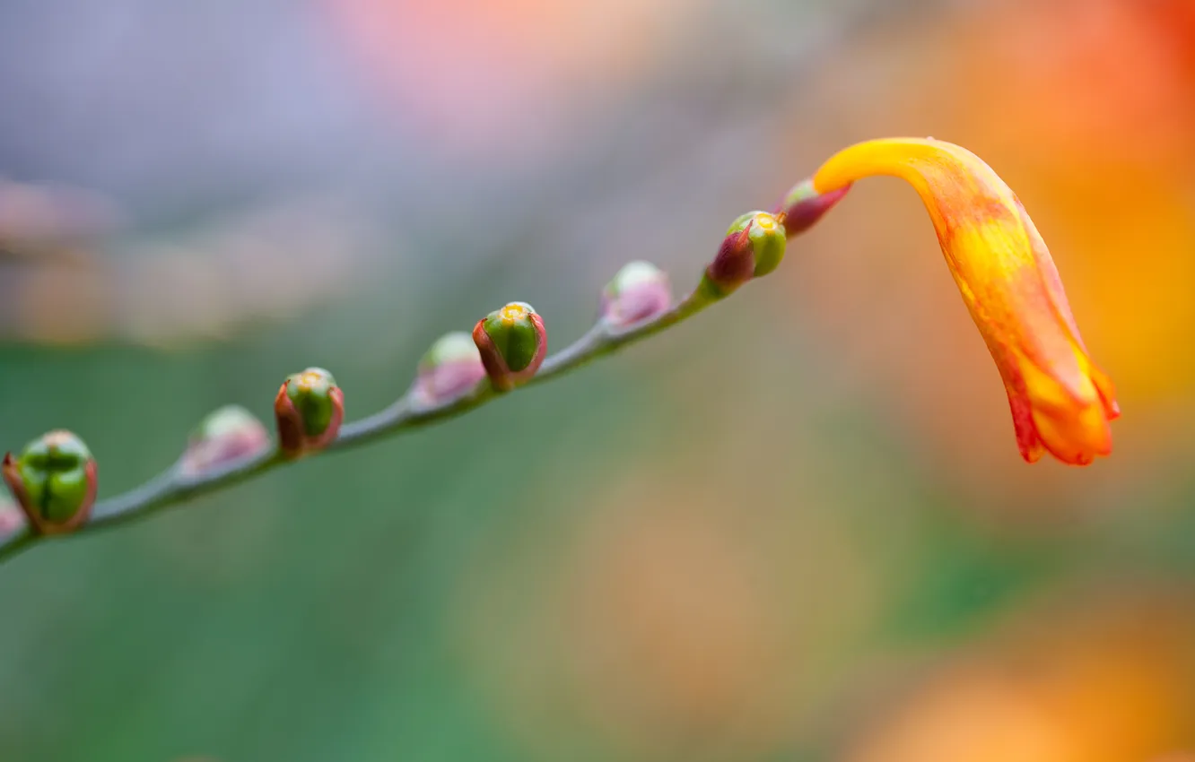 Photo wallpaper flower, macro, orange, yellow, plant, branch, kidney