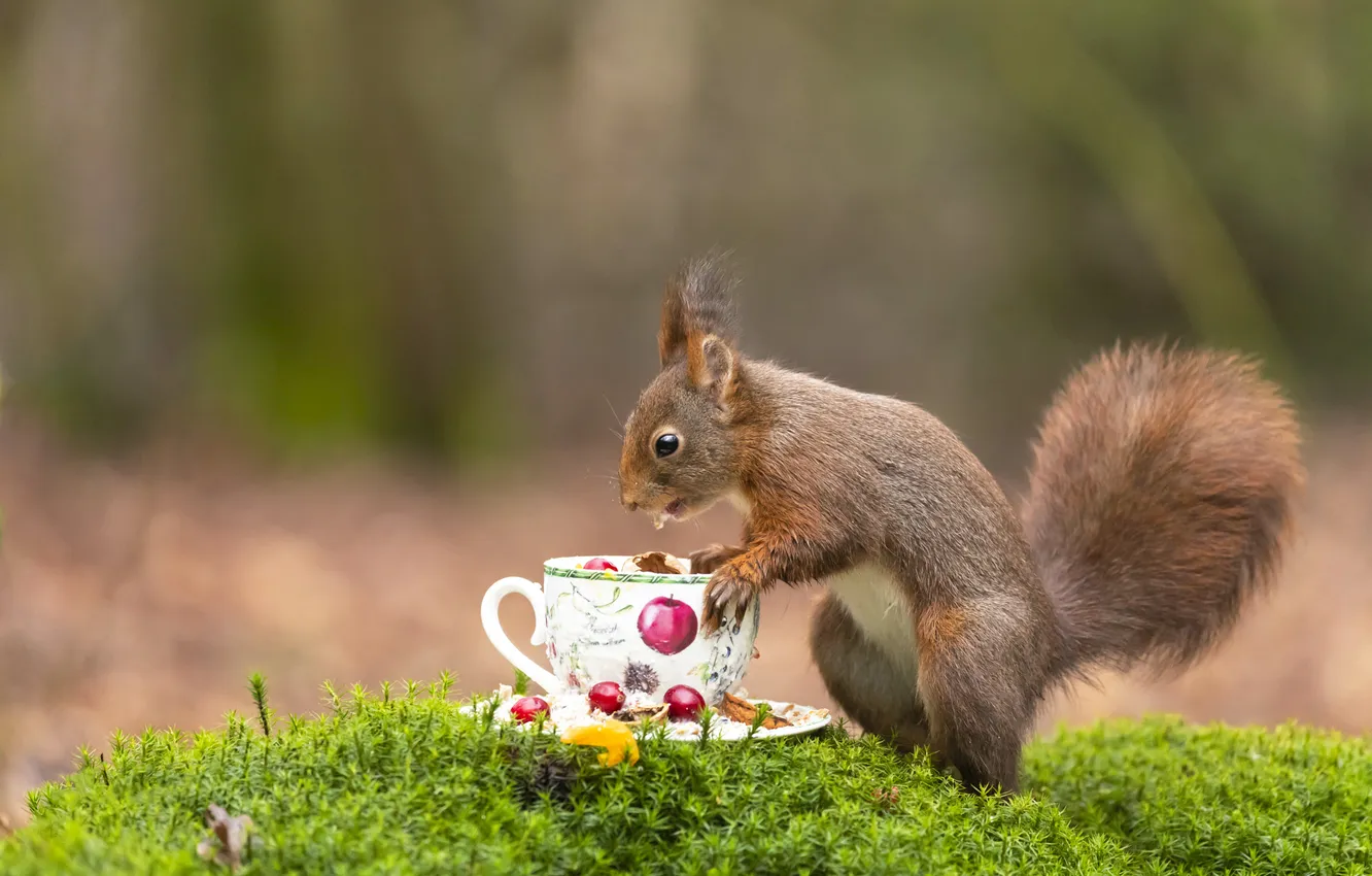 Photo wallpaper nature, protein, mug, Cup