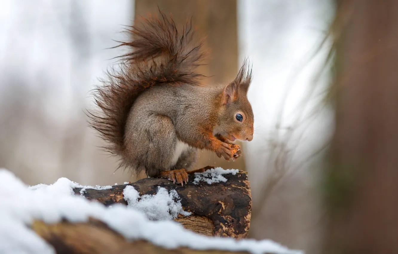 Photo wallpaper winter, snow, trees, nature, pose, protein, profile, log