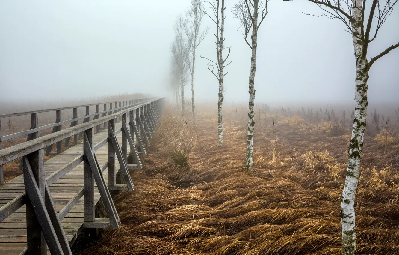 Photo wallpaper bridge, fog, birch