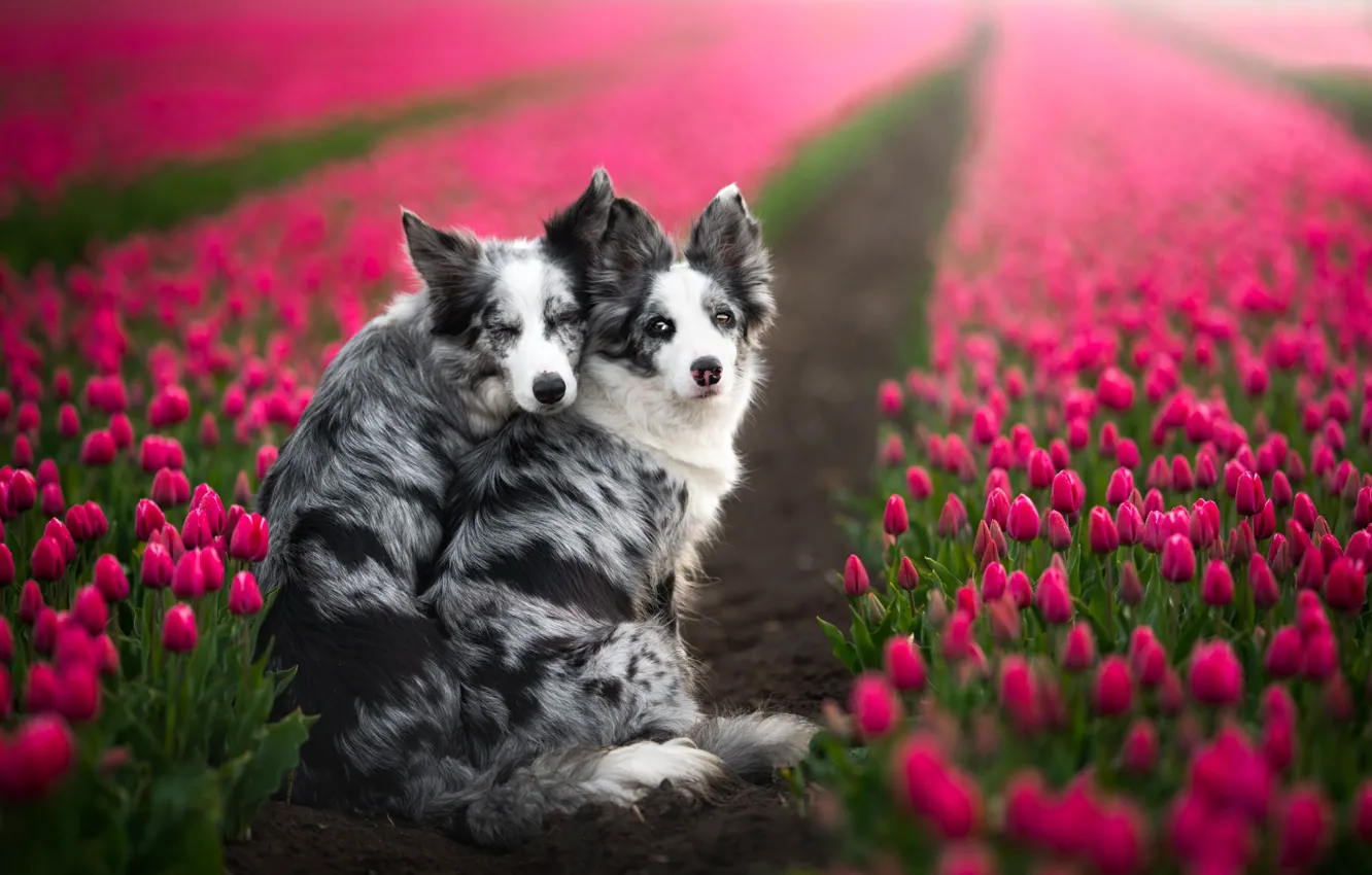 Photo wallpaper flowers, tulips, a couple, plantation, two dogs, The border collie