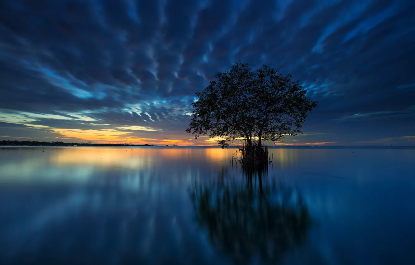 Photo wallpaper tree, horizon, Bay, glow
