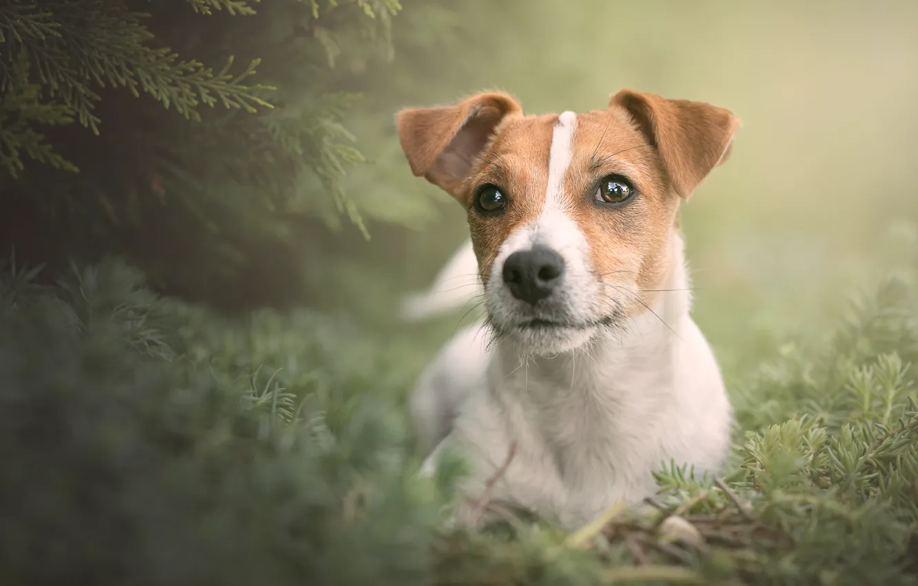 Photo wallpaper look, portrait, dog, face, doggie, Jack Russell Terrier