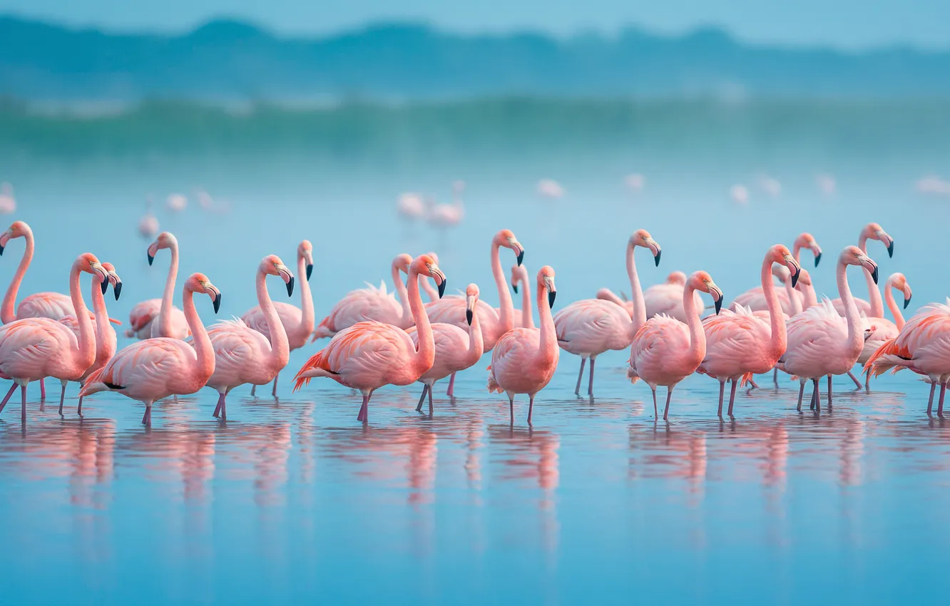 Photo wallpaper water, fog, Wallpaper, art, wallpaper, Flamingo, water, art