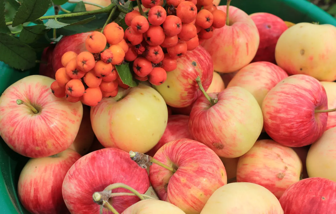 Photo wallpaper apples, fruit, Rowan