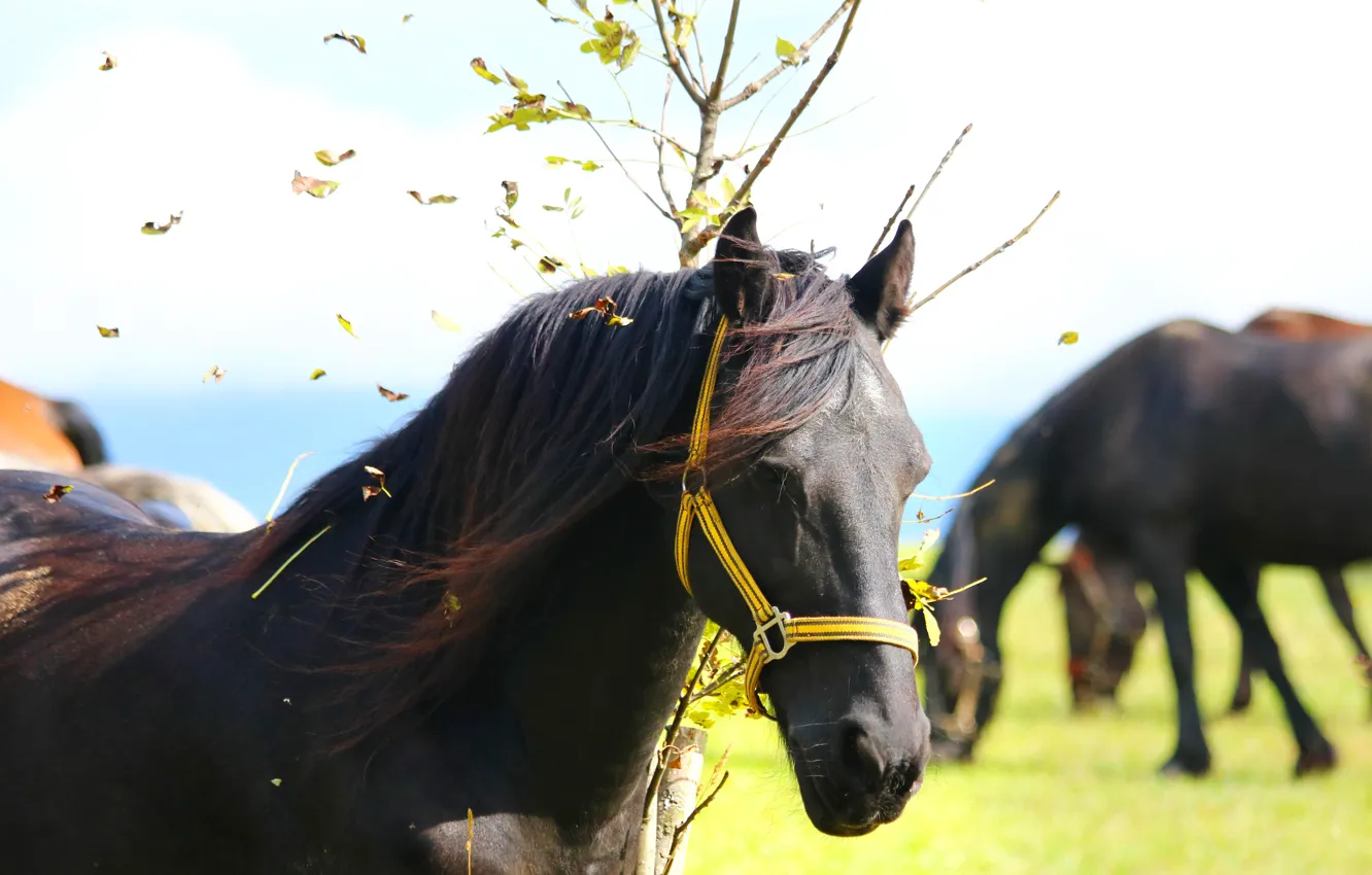 Photo wallpaper field, autumn, the sky, face, light, branches, horse, foliage
