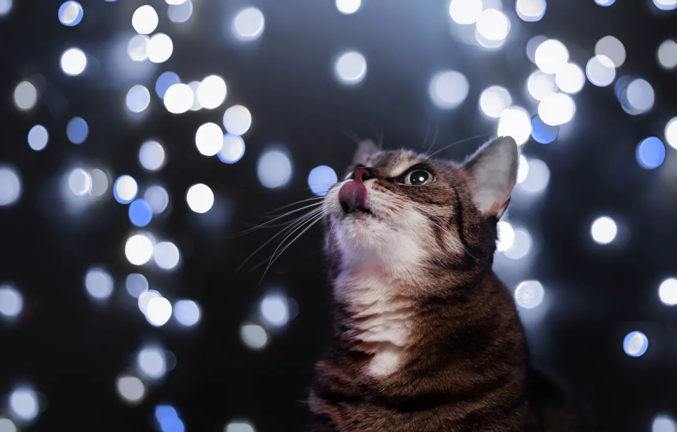 Photo wallpaper language, cat, glare, background, muzzle, cat