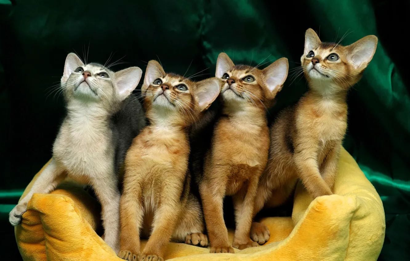 Photo wallpaper kittens, faces, Quartet