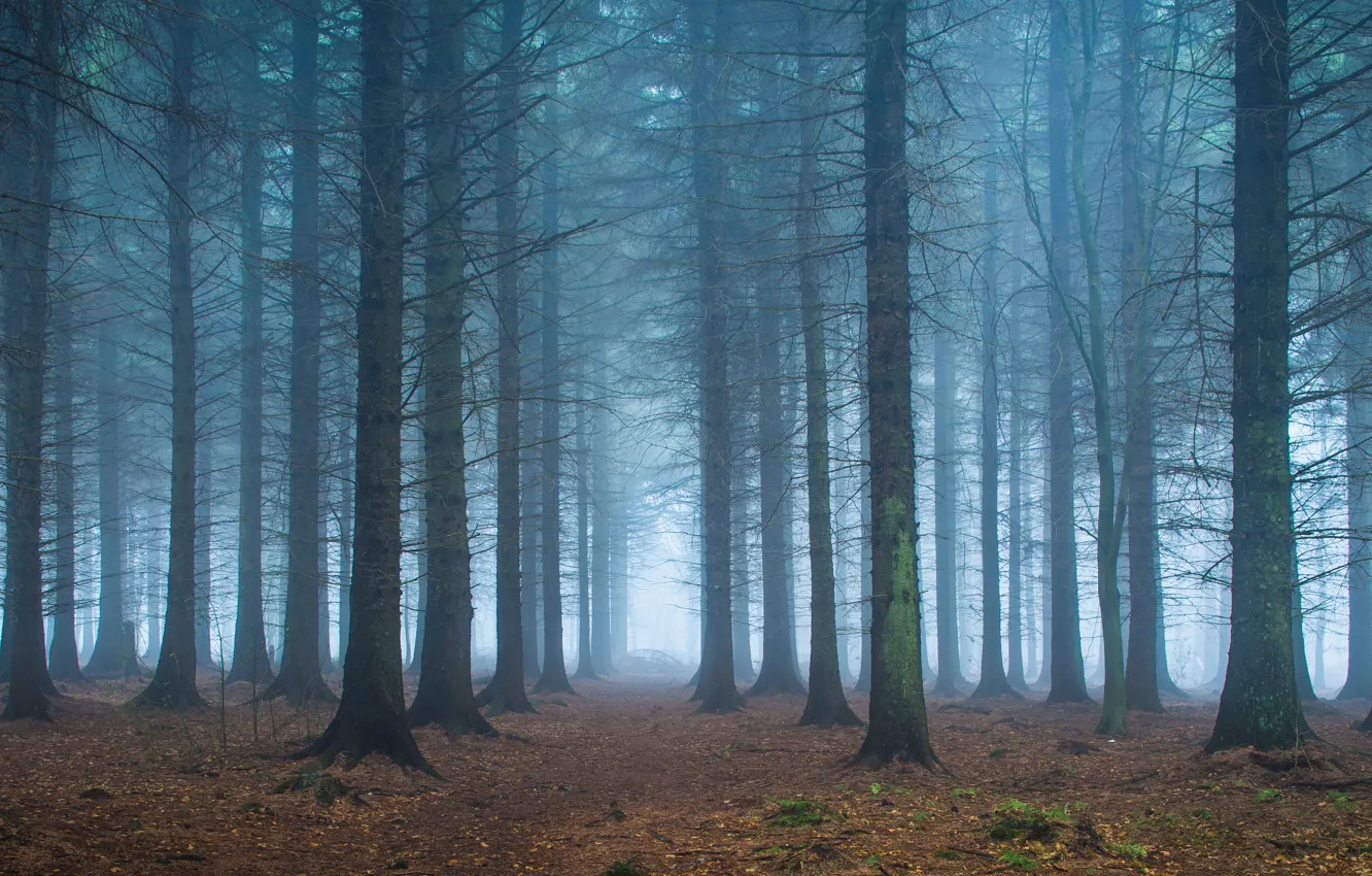 Photo wallpaper forest, leaves, trees, fog, the way, branch