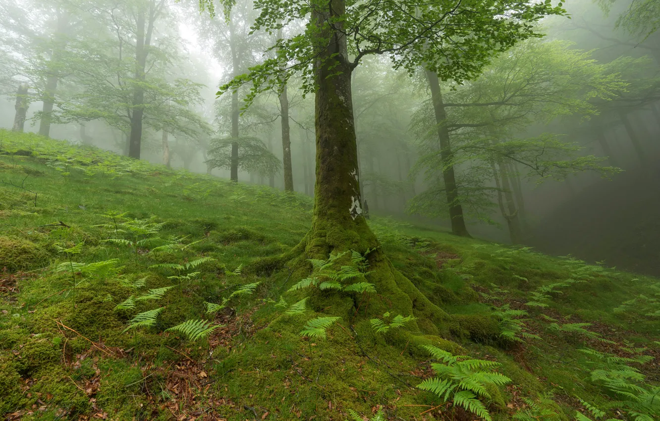 Photo wallpaper forest, grass, leaves, trees, plant, slope