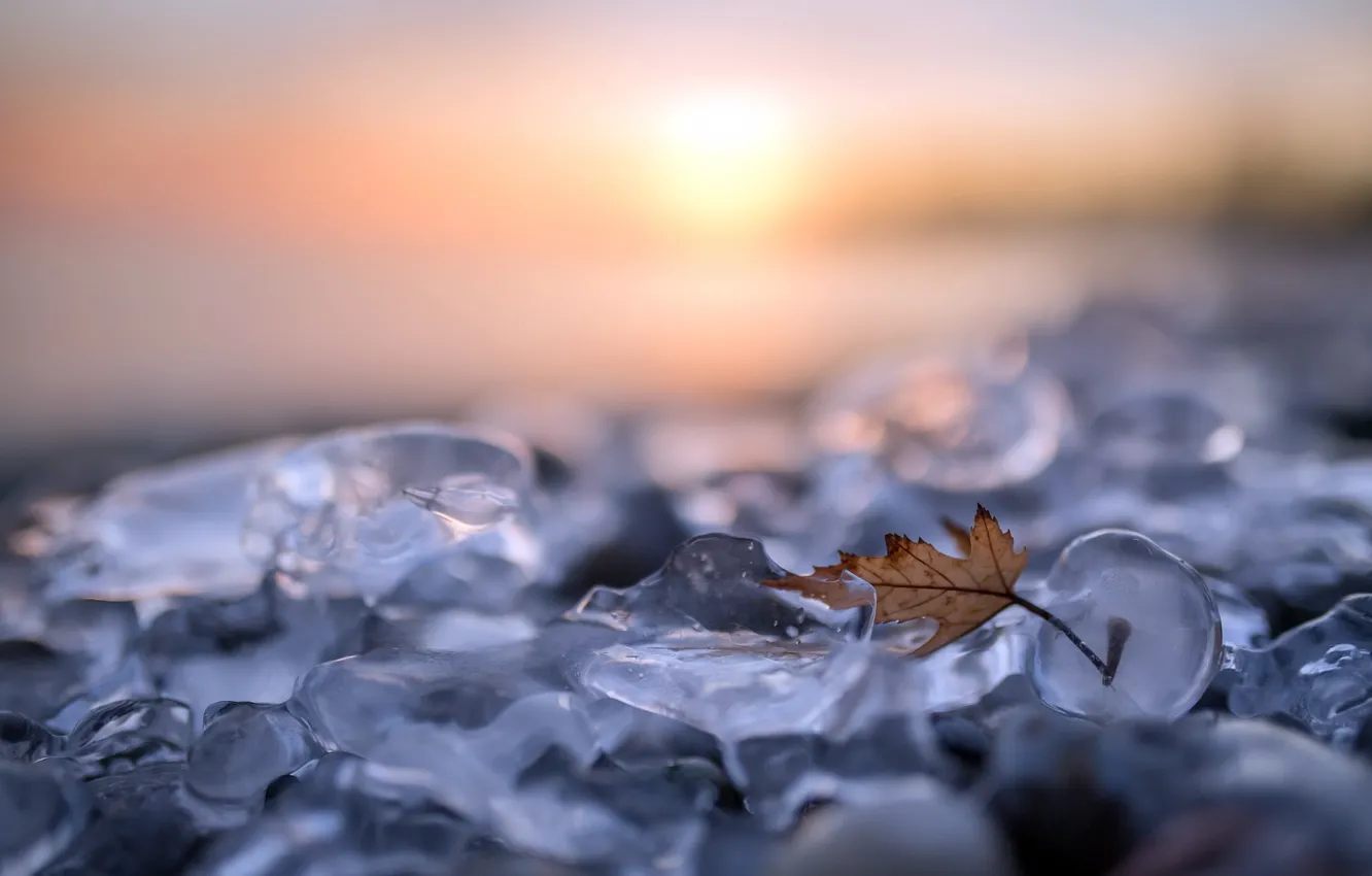 Photo wallpaper ice, leaves, nature