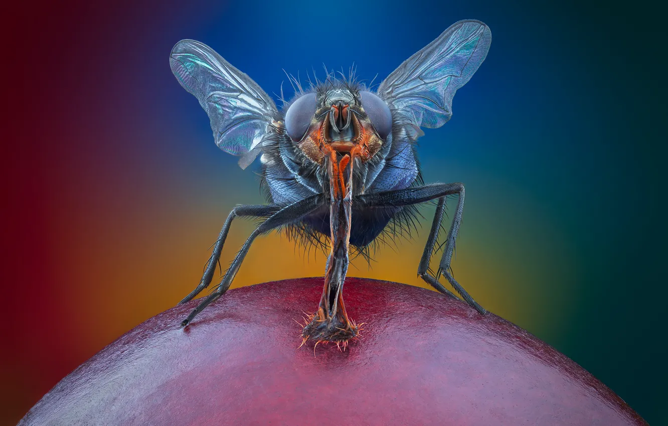 Photo wallpaper eyes, macro, fly, feet, wings, proboscis, vmenshov