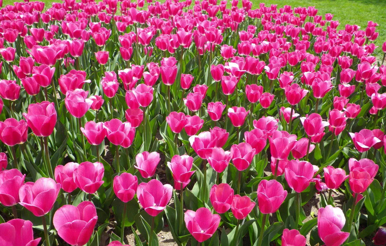 Photo wallpaper nature, spring, tulips, pink, Nature, flowers, tulips, spring