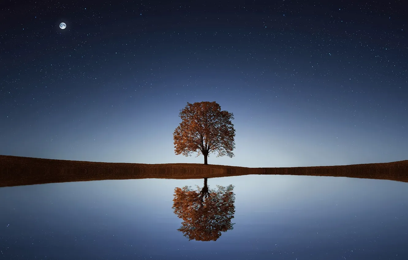 Photo wallpaper stars, night, serenity, beauty, space, space, lonely tree, night
