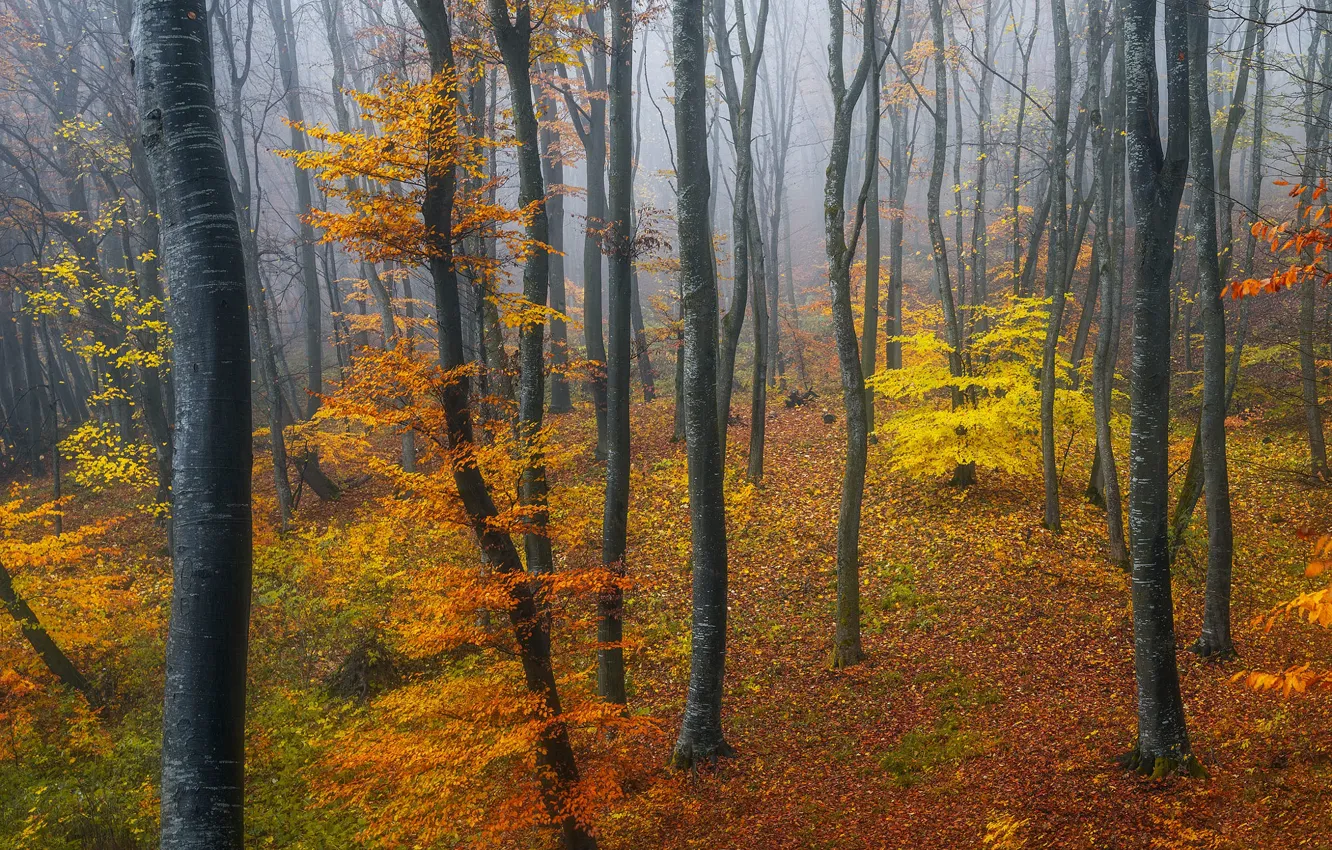 Photo wallpaper autumn, forest, leaves, trees, branches, yellow, fog, foliage