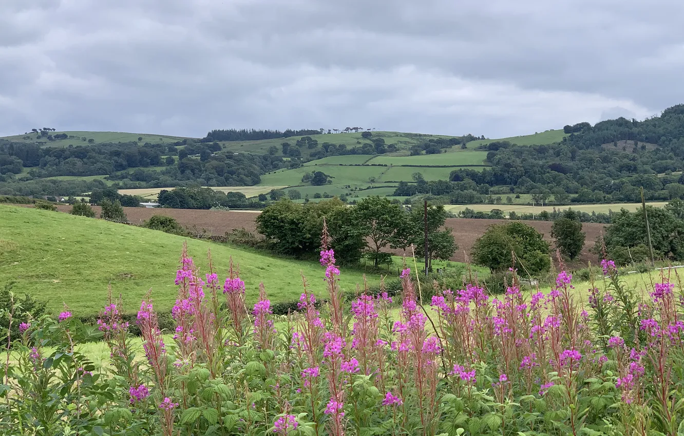 Photo wallpaper field, forest, summer, flowers, hills, dal, meadow, Ivan-tea